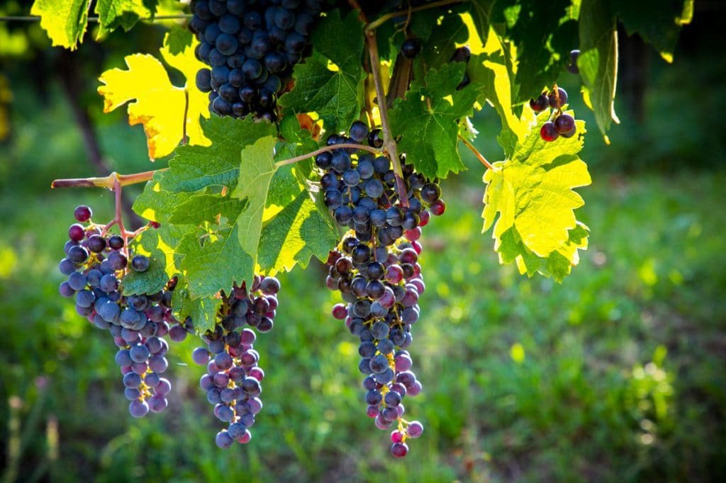 Grappoli d'uva - Azienda Agricola Vini Bodigoi