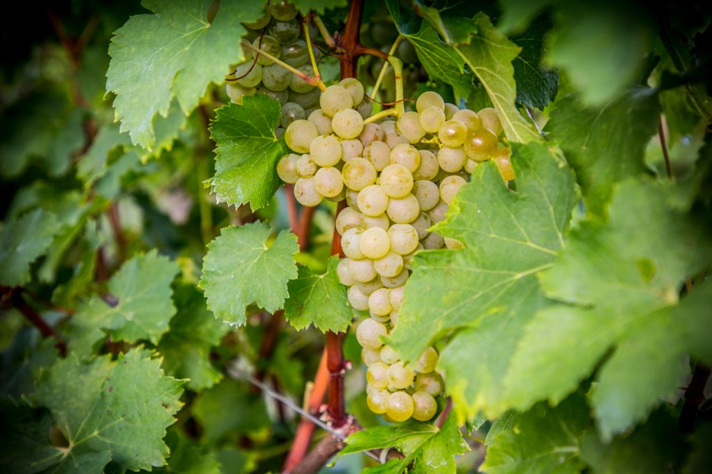 Grappolo di uva bianca - Azienda Agricola Vini Bodigoi