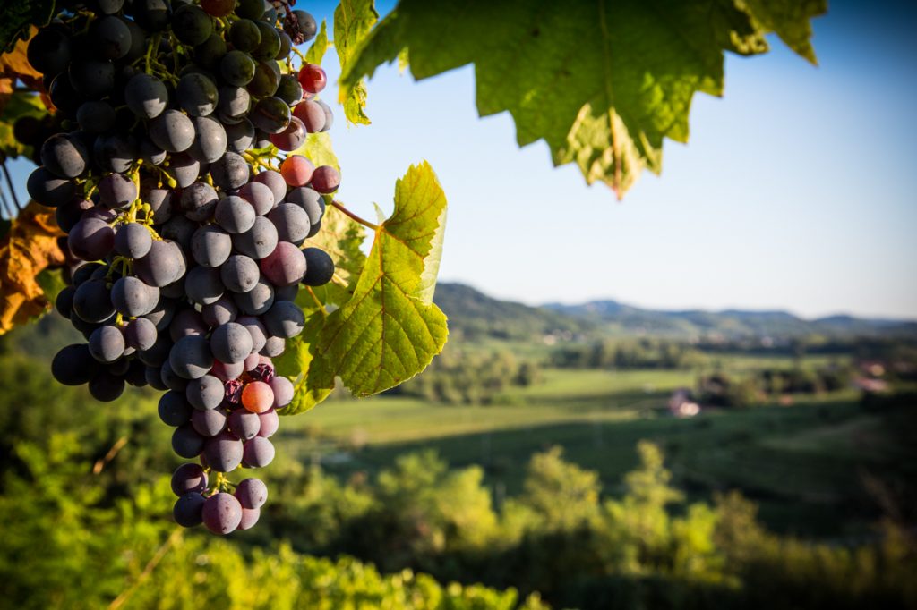 Grappolo di uva rossa - paesaggio - Azienda Agricola Vini Bodigoi