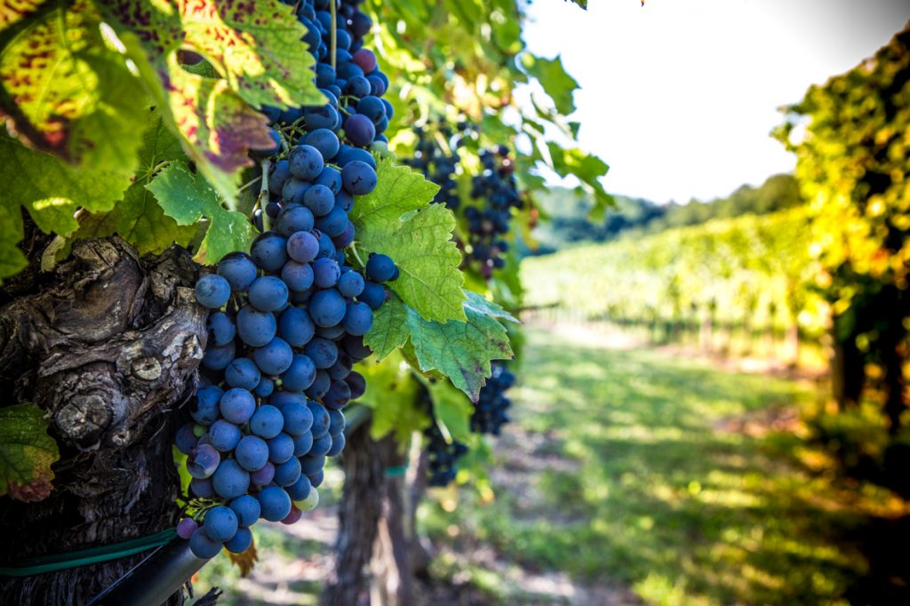 Grappolo di uva nera - Azienda Agricola Vini Bodigoi