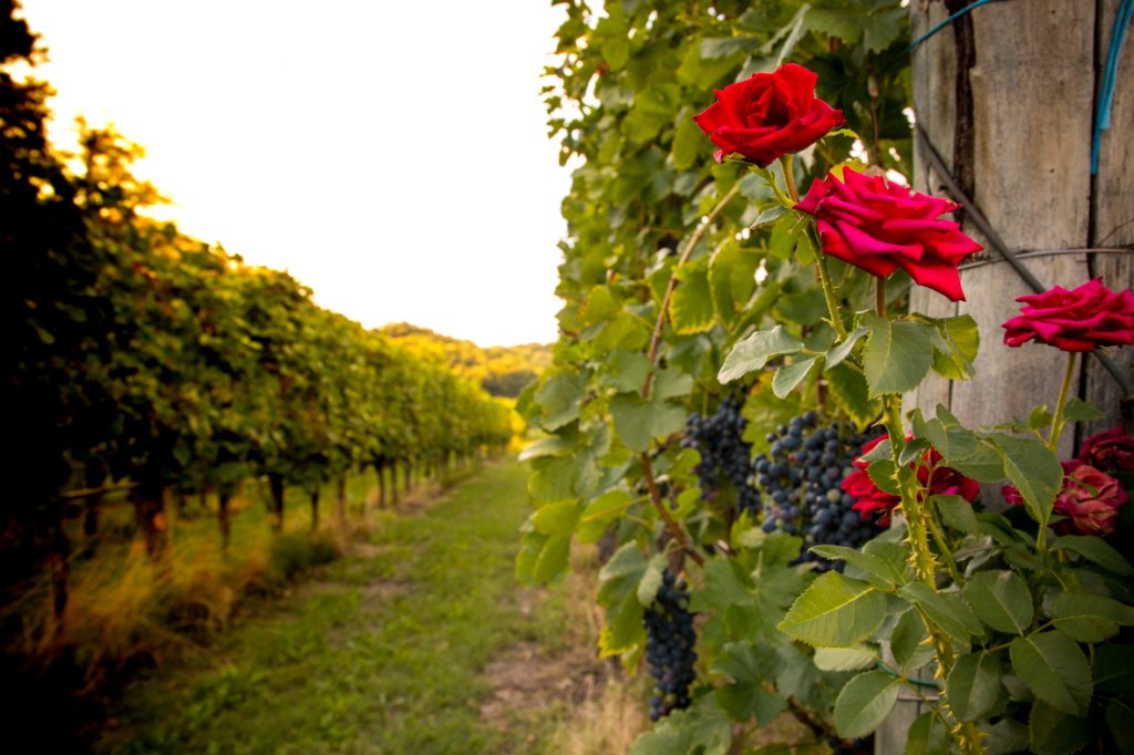 Rose in vitigno - Azienda Agricola Vini Bodigoi