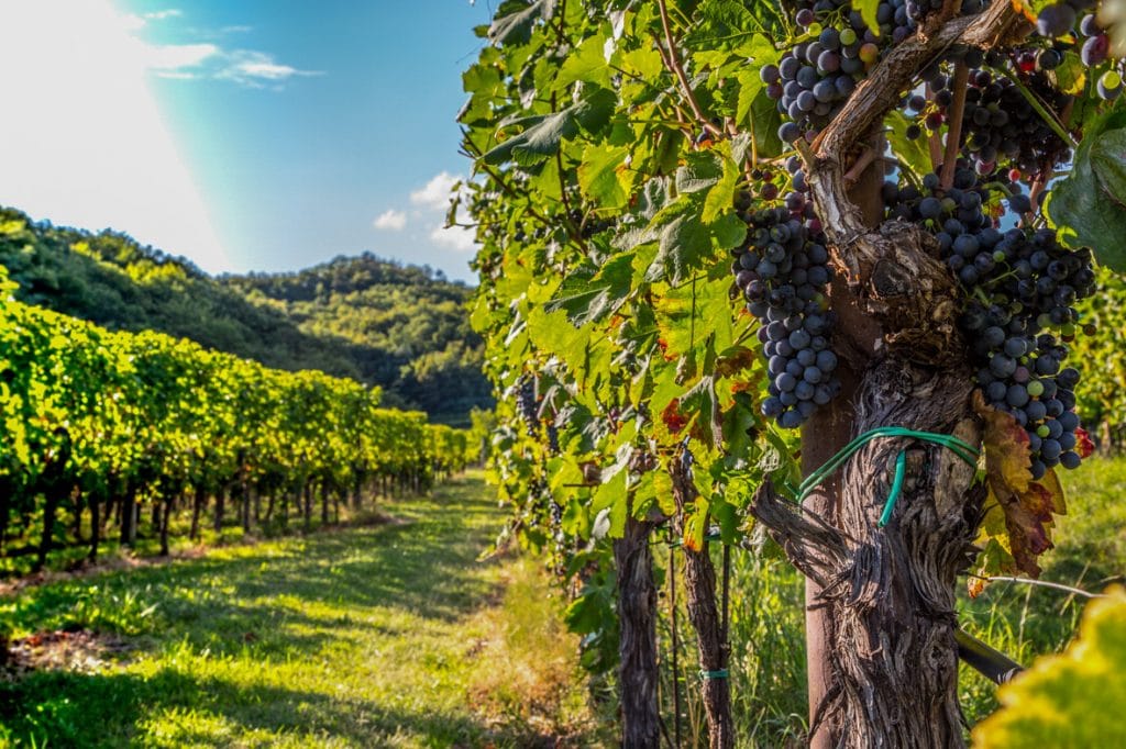 Scorcio di un vitigno - Azienda Agricola Vini Bodigoi