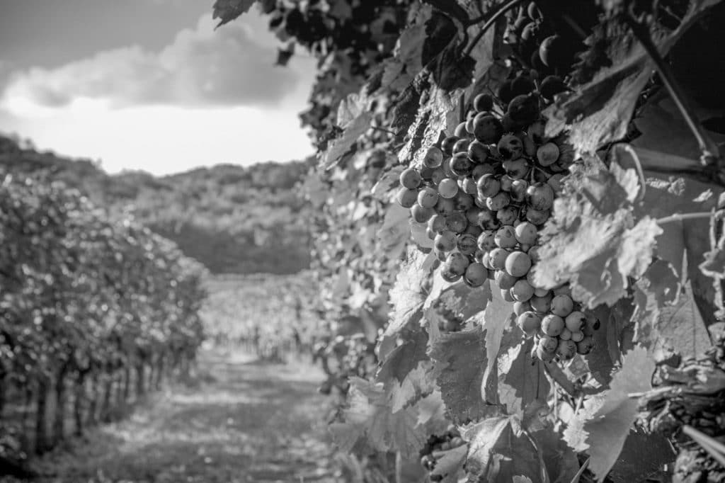 Un vitigno in bianco e nero - Azienda Agricola Vini Bodigoi